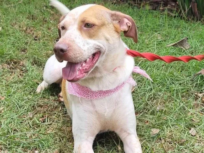 Cachorro ra a SRD-ViraLata idade 2 anos nome Mel