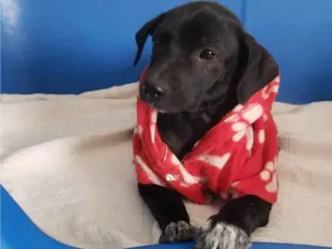 Cachorro raça SRD-ViraLata idade 2 a 6 meses nome Romulo 