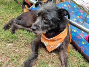 Cachorro raça SRD-ViraLata idade 1 ano nome Billy 