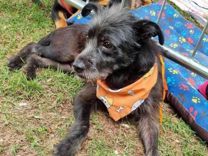 Cachorro ra a SRD-ViraLata idade 1 ano nome Billy 