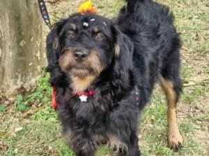 Cachorro raça SRD-ViraLata idade 1 ano nome Belinha