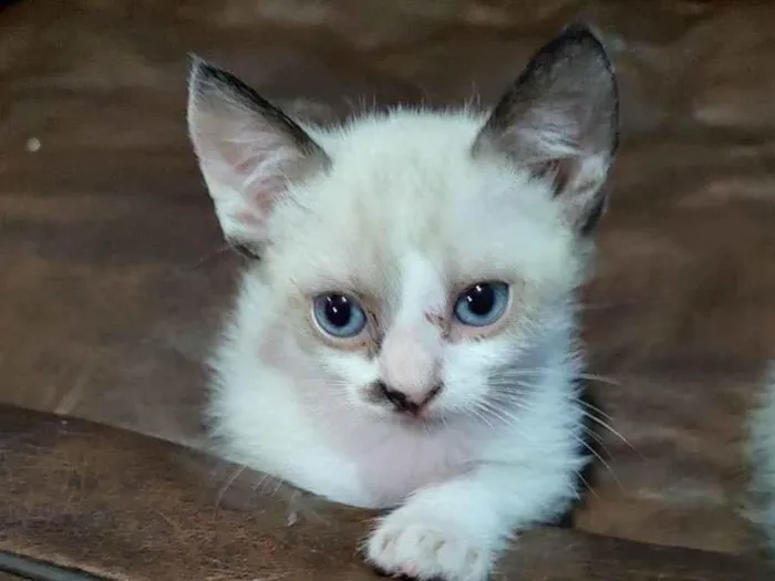 Gato ra a SRD-ViraLata idade Abaixo de 2 meses nome Filhotes 