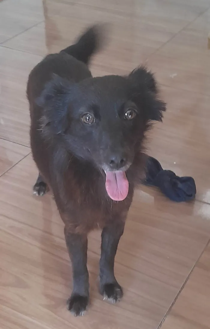 Cachorro ra a SRD-ViraLata idade  nome Amora