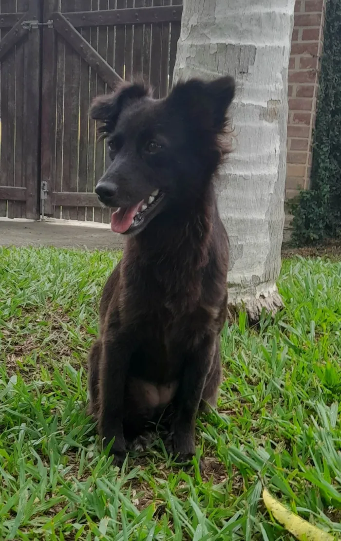 Cachorro ra a SRD-ViraLata idade  nome Amora