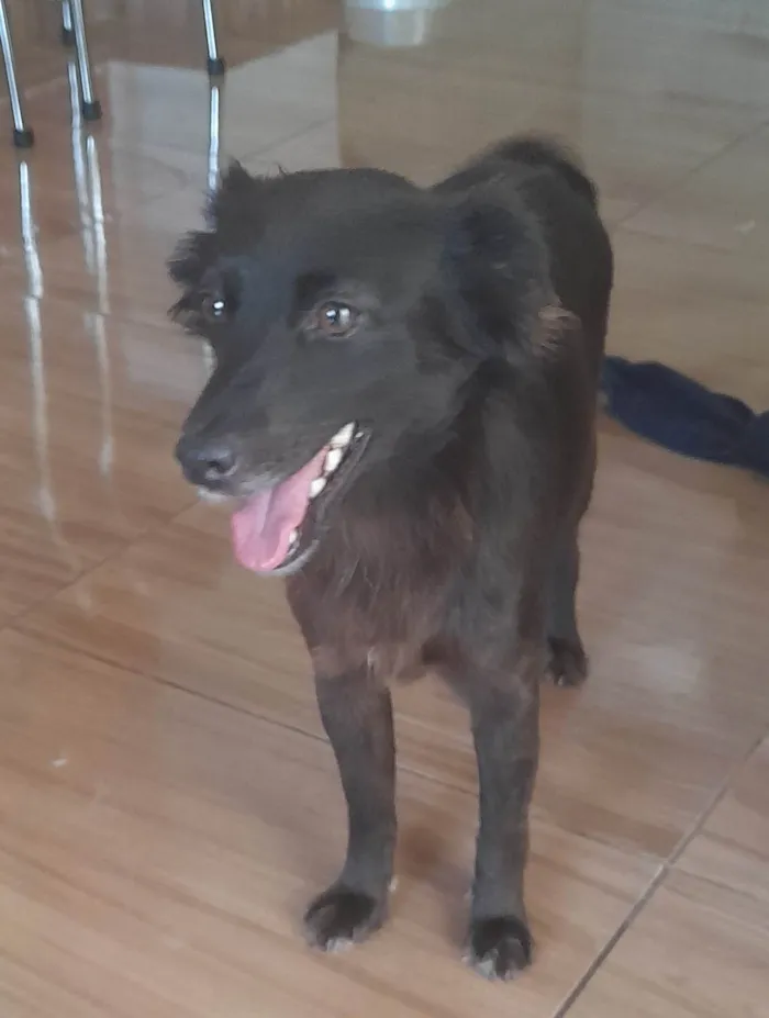 Cachorro ra a SRD-ViraLata idade  nome Amora