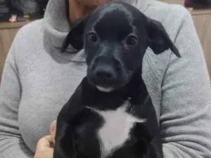 Cachorro raça SRD-ViraLata idade 2 a 6 meses nome Pretinha