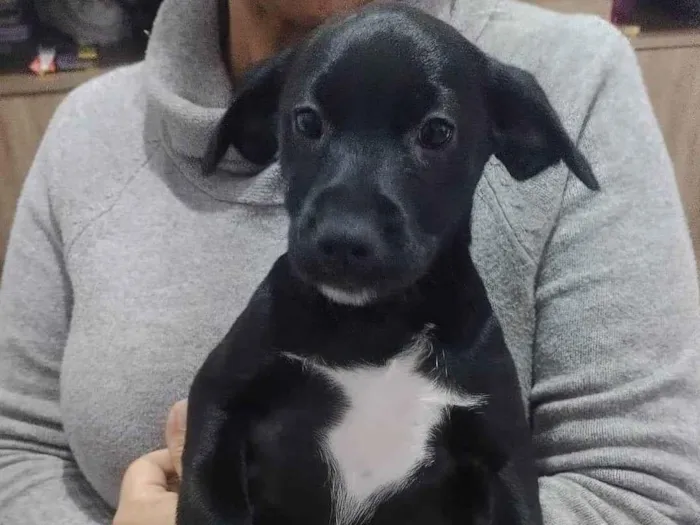 Cachorro ra a SRD-ViraLata idade 2 a 6 meses nome Pretinha
