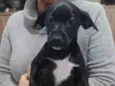 Pretinha