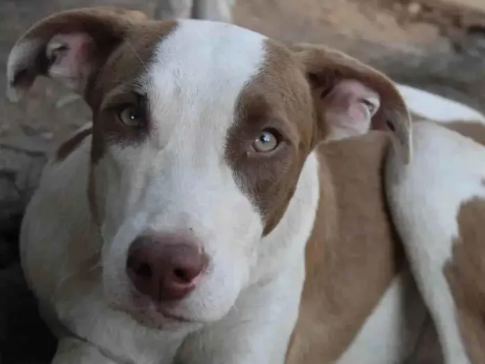 Cachorro ra a Mix pitbull  idade 7 a 11 meses nome Thor
