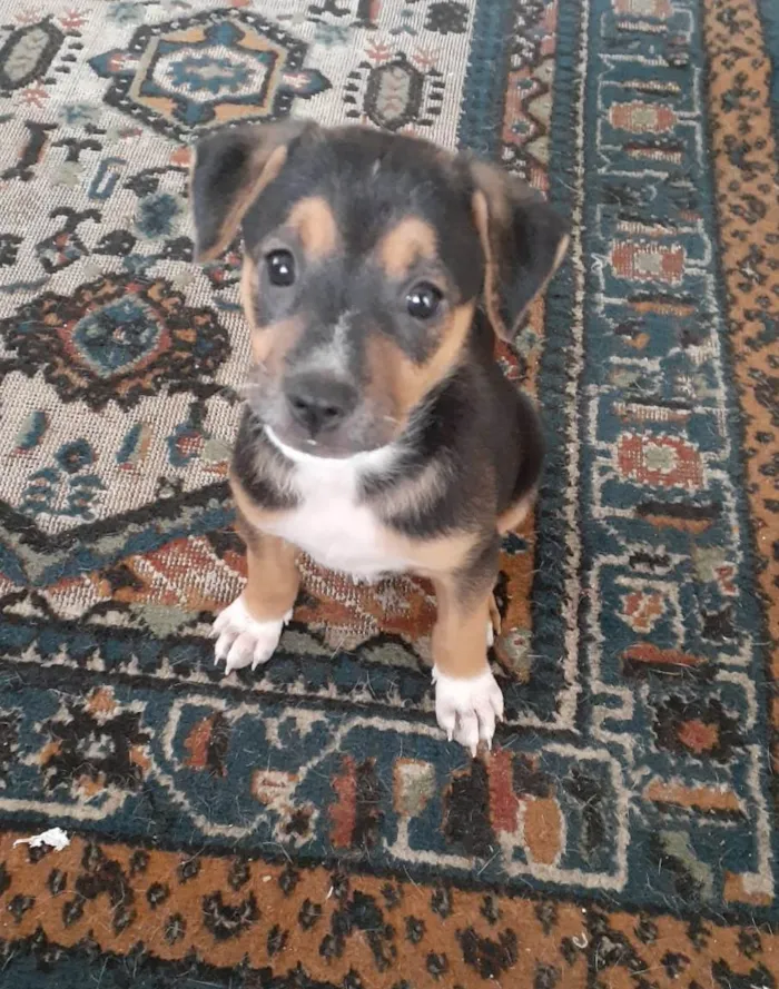 Cachorro ra a SRD-ViraLata idade 2 a 6 meses nome Olivia