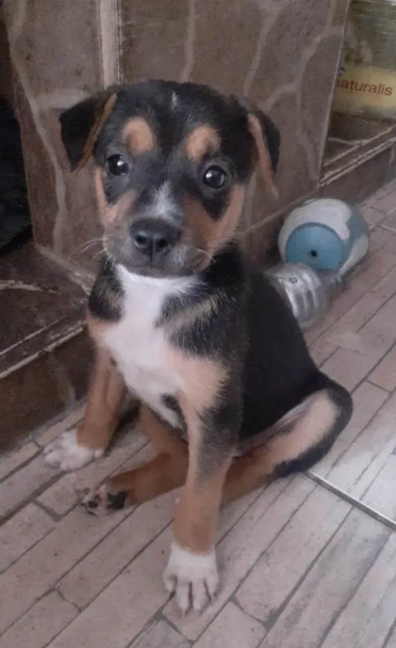 Cachorro ra a SRD-ViraLata idade 2 a 6 meses nome Olivia