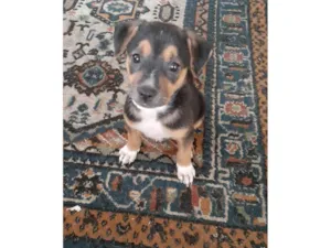 Cachorro raça SRD-ViraLata idade 2 a 6 meses nome Olivia