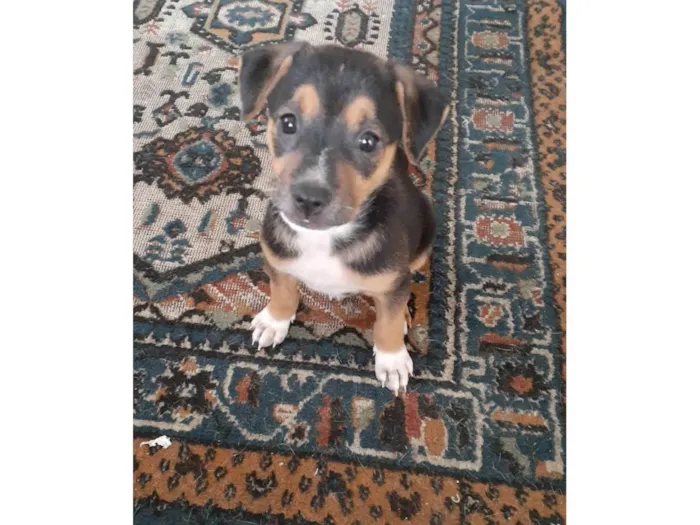 Cachorro ra a SRD-ViraLata idade 2 a 6 meses nome Olivia