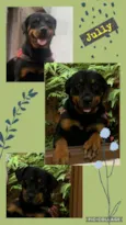 Jully