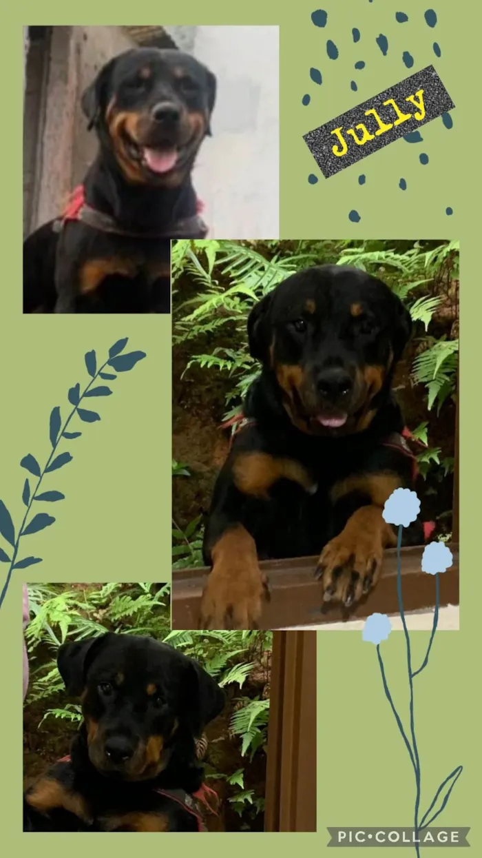 Cachorro ra a Rottweiler idade 2 anos nome Jully