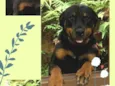 Jully