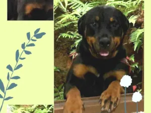 Cachorro raça Rottweiler idade 2 anos nome Jully