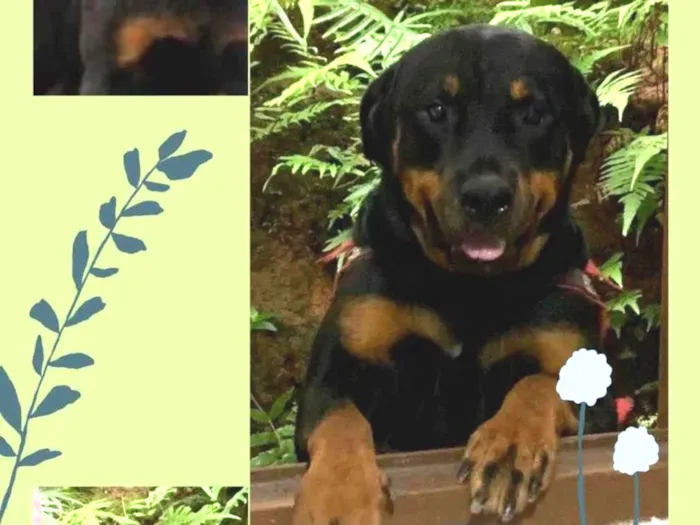 Cachorro ra a Rottweiler idade 2 anos nome Jully