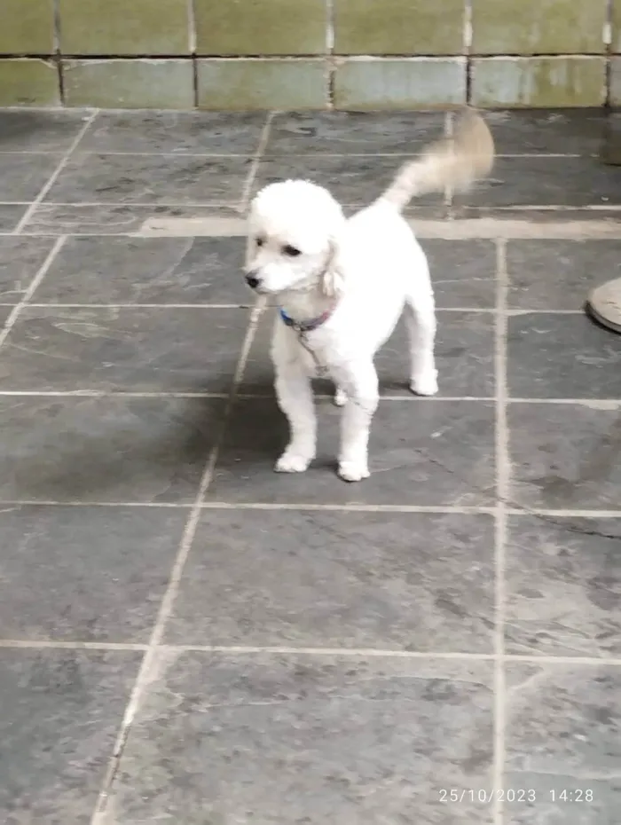 Cachorro ra a Poodle  idade 6 ou mais anos nome Tedy e Sansão 