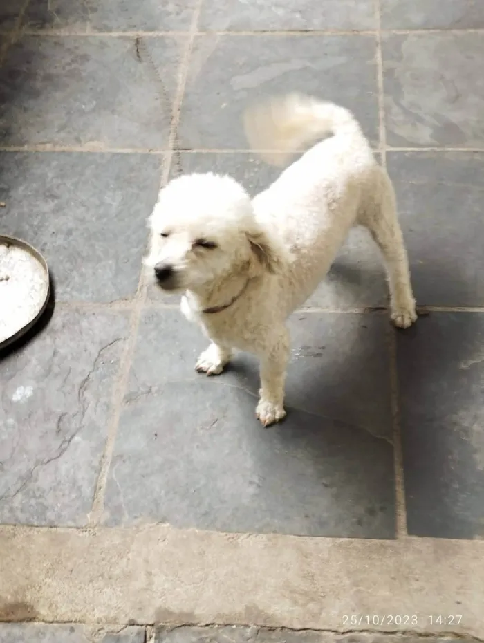 Cachorro ra a Poodle  idade 6 ou mais anos nome Tedy e Sansão 