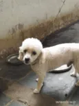 Tedy e Sansão