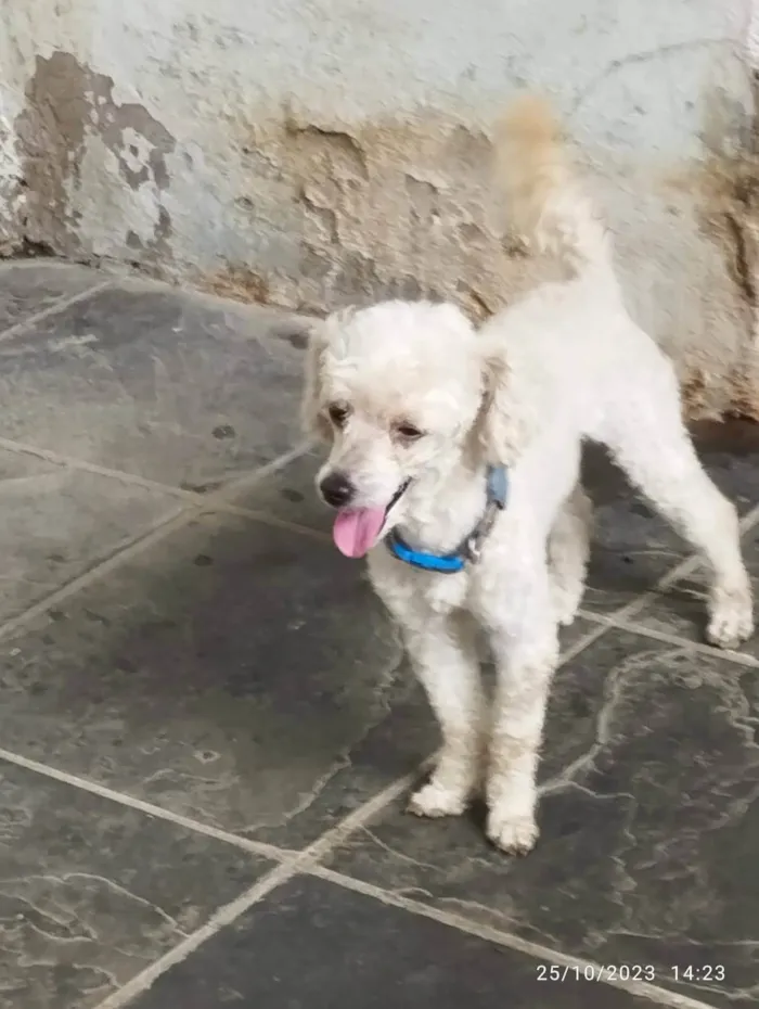 Cachorro ra a Poodle  idade 6 ou mais anos nome Tedy e Sansão 