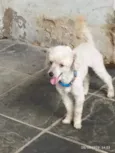 Tedy e Sansão