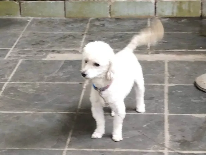 Cachorro ra a Poodle  idade 6 ou mais anos nome Tedy e Sansão 