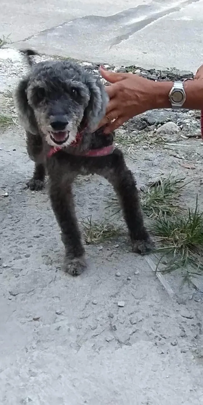 Cachorro ra a Poodle idade 2 anos nome Snoop