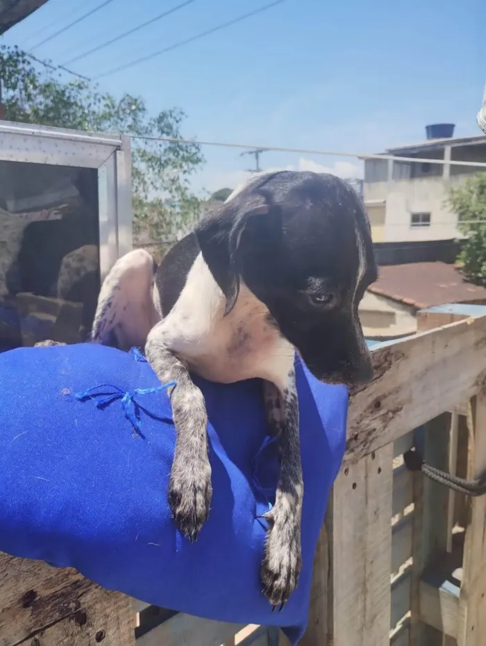 Cachorro ra a SRD-ViraLata idade 2 a 6 meses nome Os Pintados 