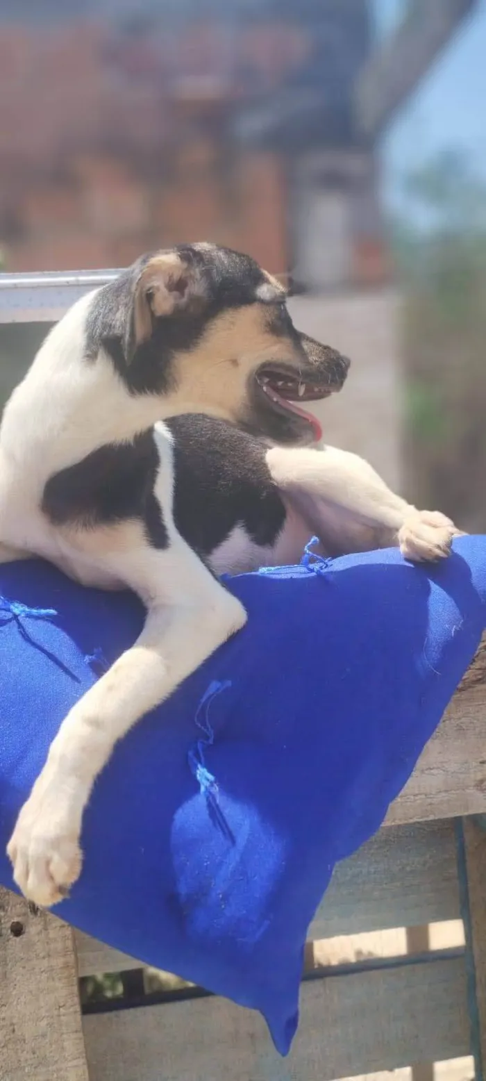 Cachorro ra a SRD-ViraLata idade 2 a 6 meses nome Os Pintados 