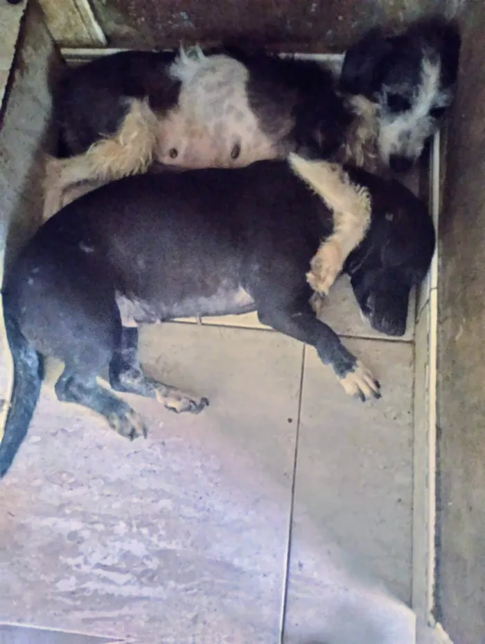 Cachorro ra a SRD-ViraLata idade 2 a 6 meses nome Inseparáveis 