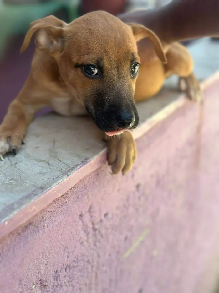 Cachorro ra a SRD-ViraLata idade 2 a 6 meses nome Meninas Veneno