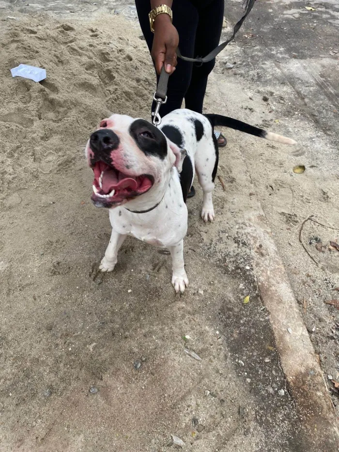 Cachorro ra a Pitbull  idade 1 ano nome Thor 