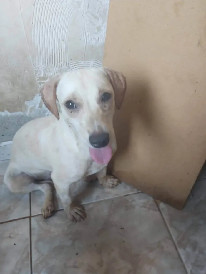 Cachorro ra a SRD-ViraLata idade 7 a 11 meses nome Branquinha 