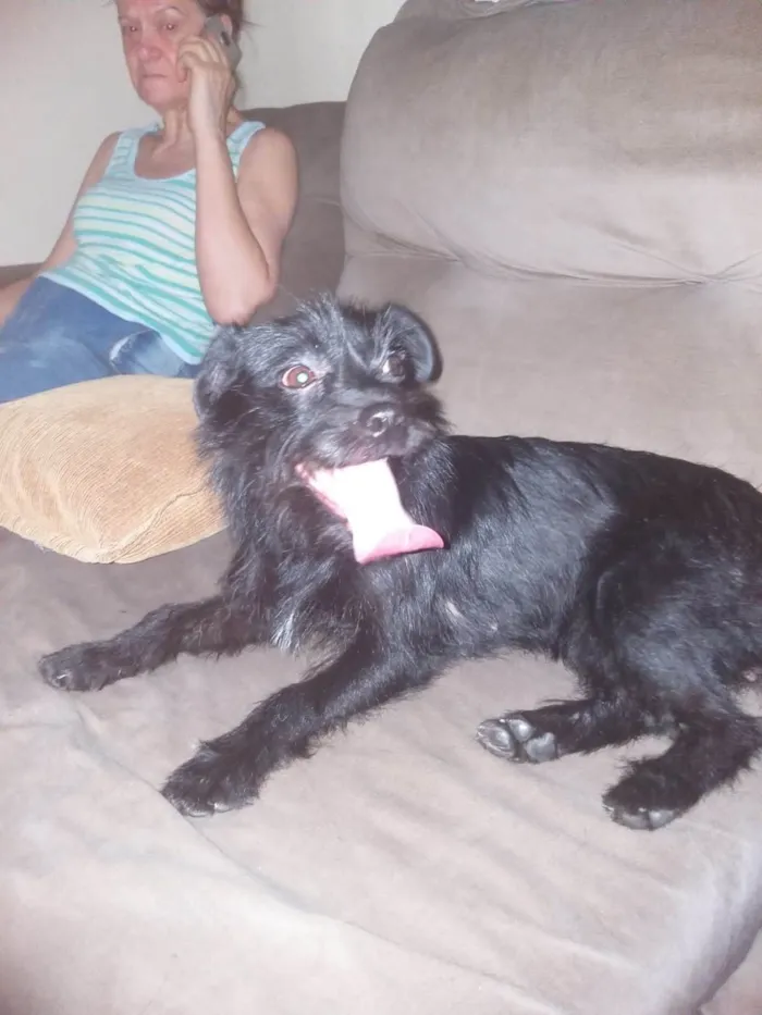 Cachorro ra a SRD-ViraLata idade 7 a 11 meses nome Branquinha 
