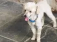 Tedy e Sansão