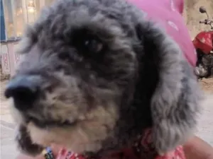 Cachorro raça Poodle idade 2 anos nome Snoop