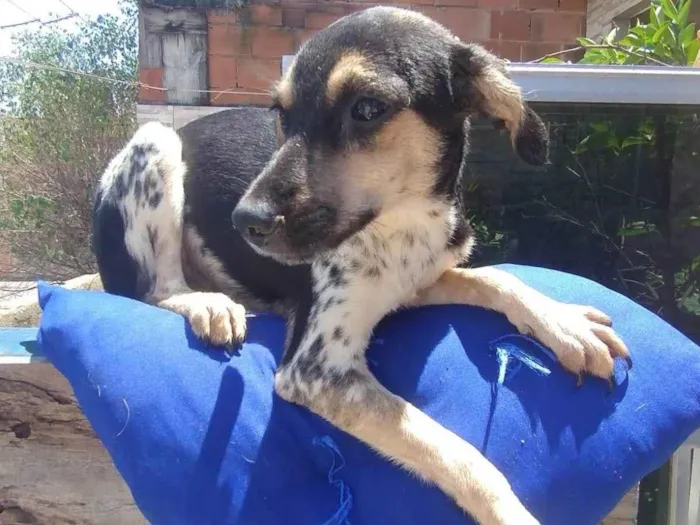 Cachorro ra a SRD-ViraLata idade 2 a 6 meses nome Os Pintados 