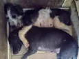 Inseparáveis 