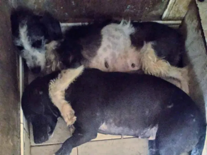 Cachorro ra a SRD-ViraLata idade 2 a 6 meses nome Inseparáveis 