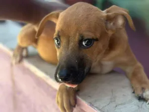Cachorro raça SRD-ViraLata idade 2 a 6 meses nome Meninas Veneno