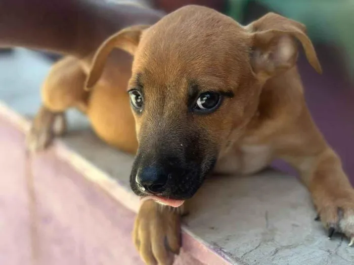 Cachorro ra a SRD-ViraLata idade 2 a 6 meses nome Meninas Veneno