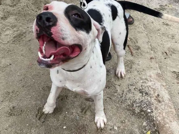 Cachorro ra a Pitbull  idade 1 ano nome Thor 