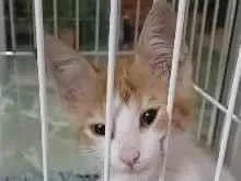 Gato raça SRD-ViraLata idade Abaixo de 2 meses nome 4 BEBÊS