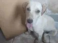 Branquinha 