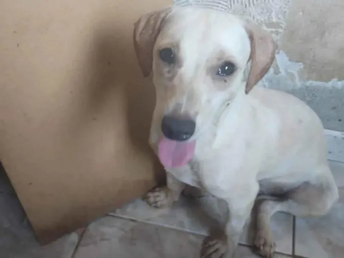Cachorro ra a SRD-ViraLata idade 7 a 11 meses nome Branquinha 