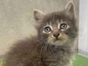 Gato raça Srd idade Abaixo de 2 meses nome Juju&Nino