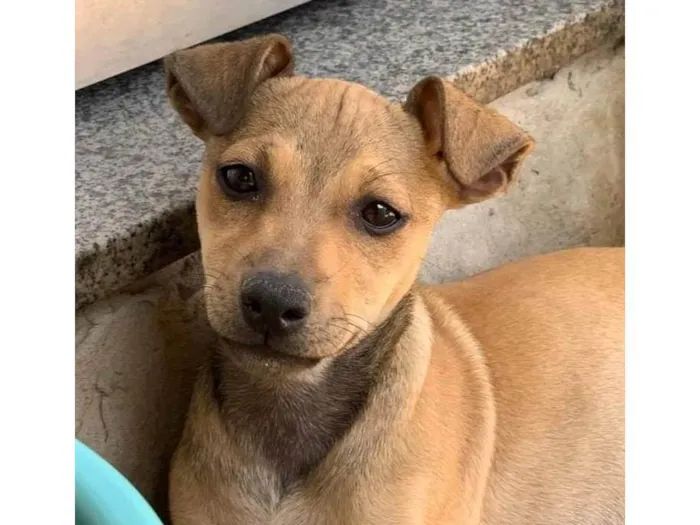 Cachorro ra a SRD-ViraLata idade 2 anos nome Anita