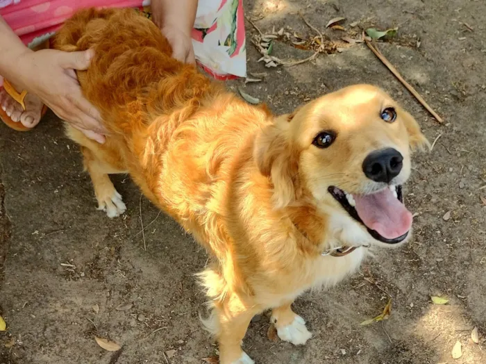 Cachorro ra a SRD  idade 2 anos nome Sofia